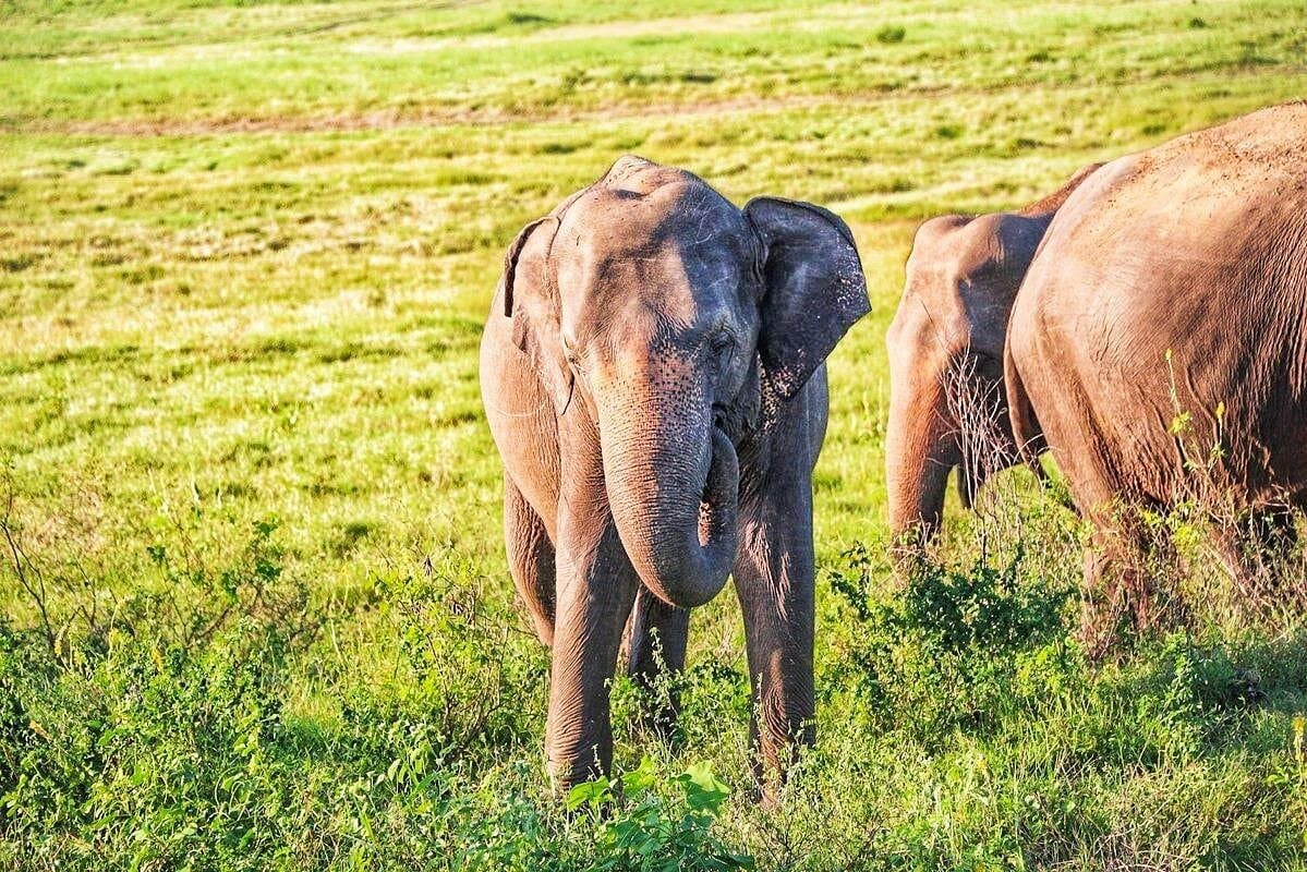 Hurulu Eco Park Safari