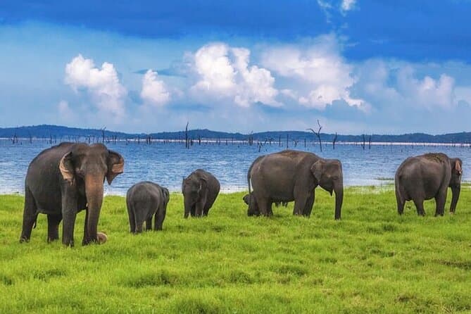Kaudulla National Park Safari
