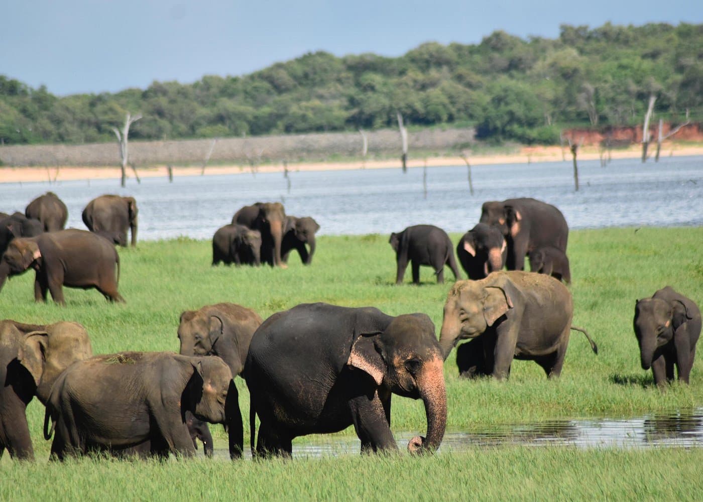 Minneriya National Park Safari