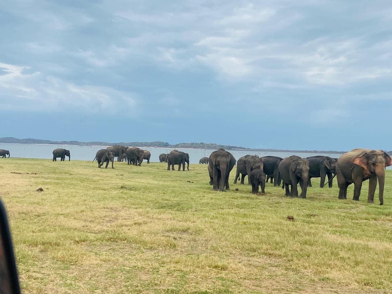 Minneriya Elephant Jeep Safari