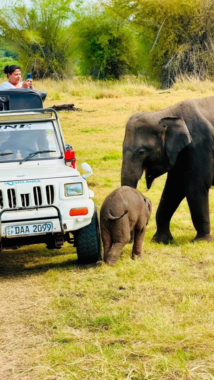 Minneriya National Park Elephant Jeep Safari