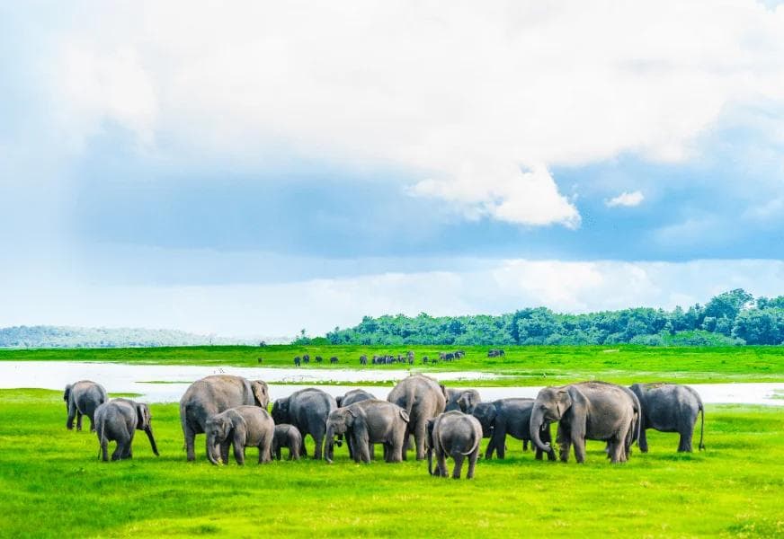 Wild elephants seen on a Kaudulla National Park jeep safari