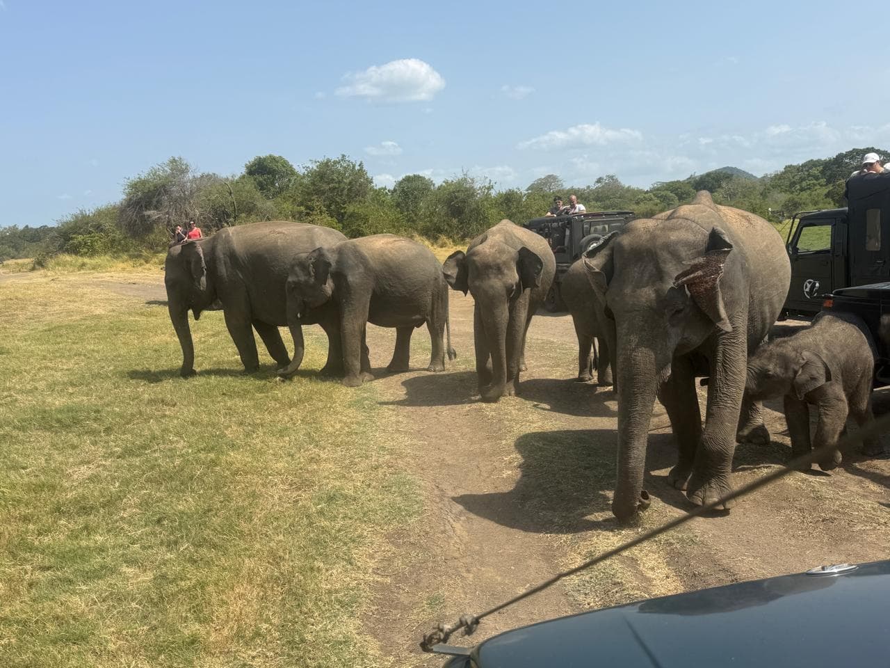 Minneriya National Park Elephant Jeep Safari
