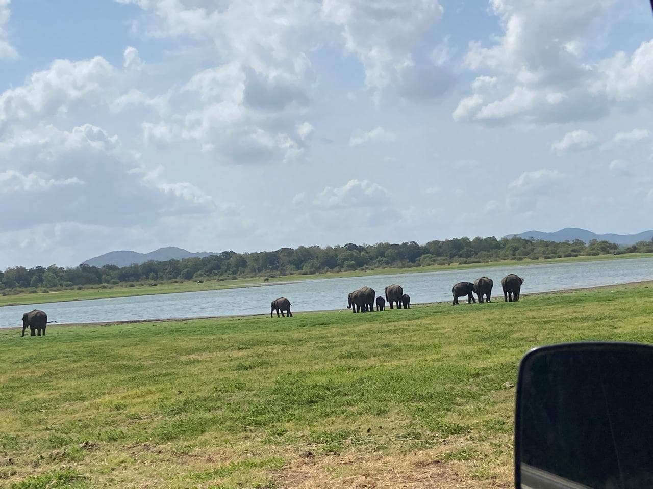 Minneriya National Park