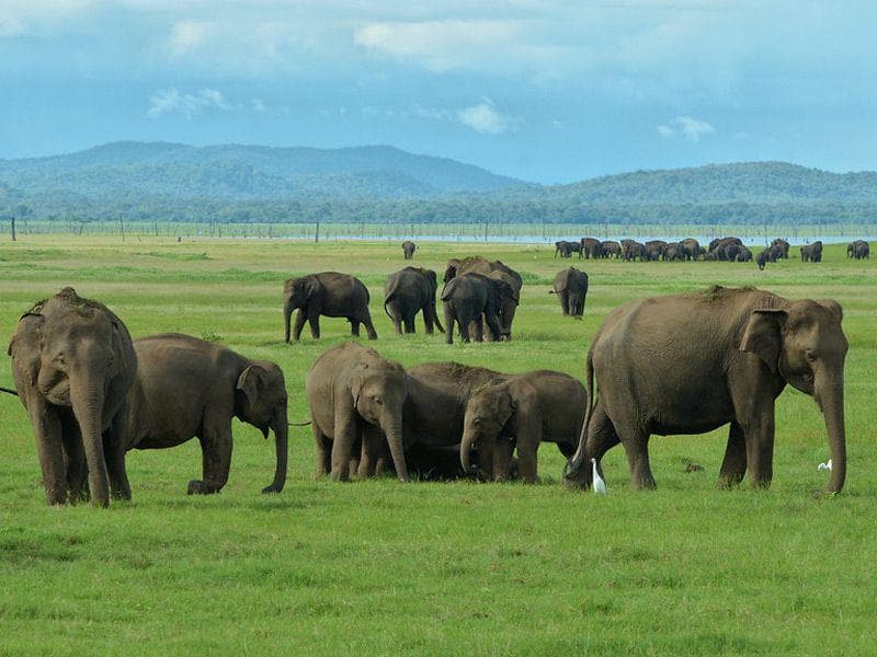 Habarana jeep safari
