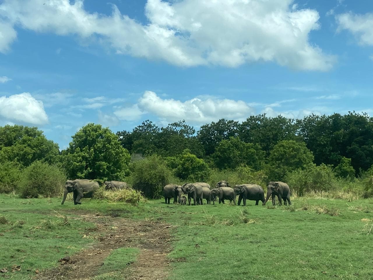 Elephants in Minneriya National Park during a jeep safari