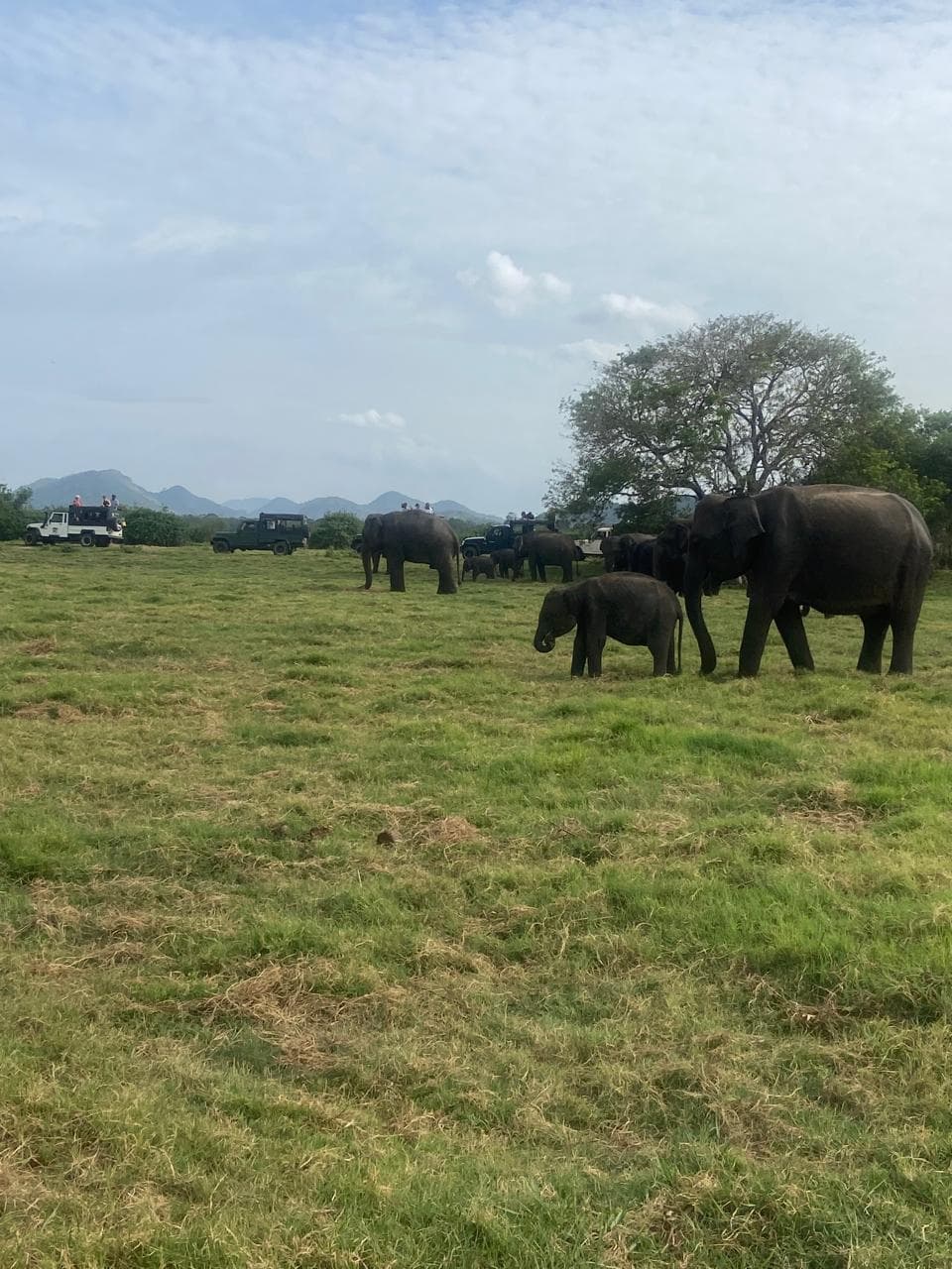 Minneriya Elephant Jeep Safari